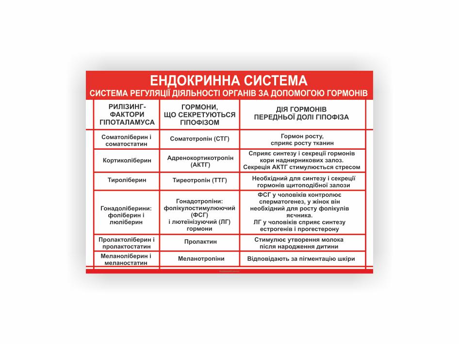 Плакат Vivay Эндокринная система 30х40 см (25669281)