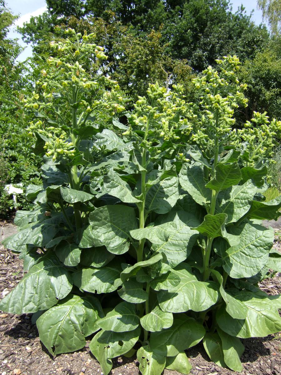 Насіння Ацтекський тютюн Мапачо Nicotiana rustica 20 шт./уп.