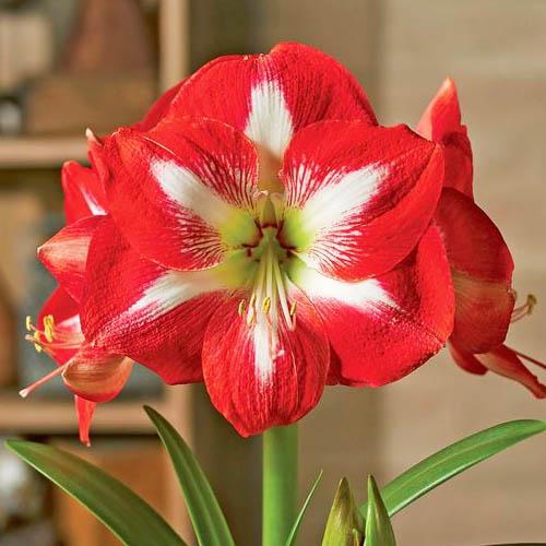 Амариллис Florium Pierrot (13401) - фото 2 Амариллис Florium Pierrot (13401) - фото 2