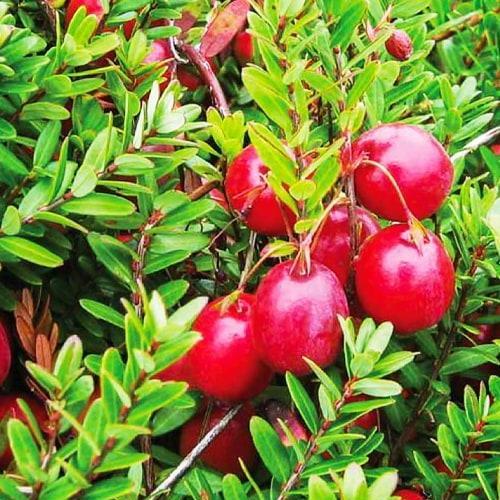 Саджанець Журавлина Рубін Ruby пізній термін дозрівання морозостійкий сорт (103442) Саджанець Журавлина Рубін Ruby пізній термін дозрівання морозостійкий сорт (103442)