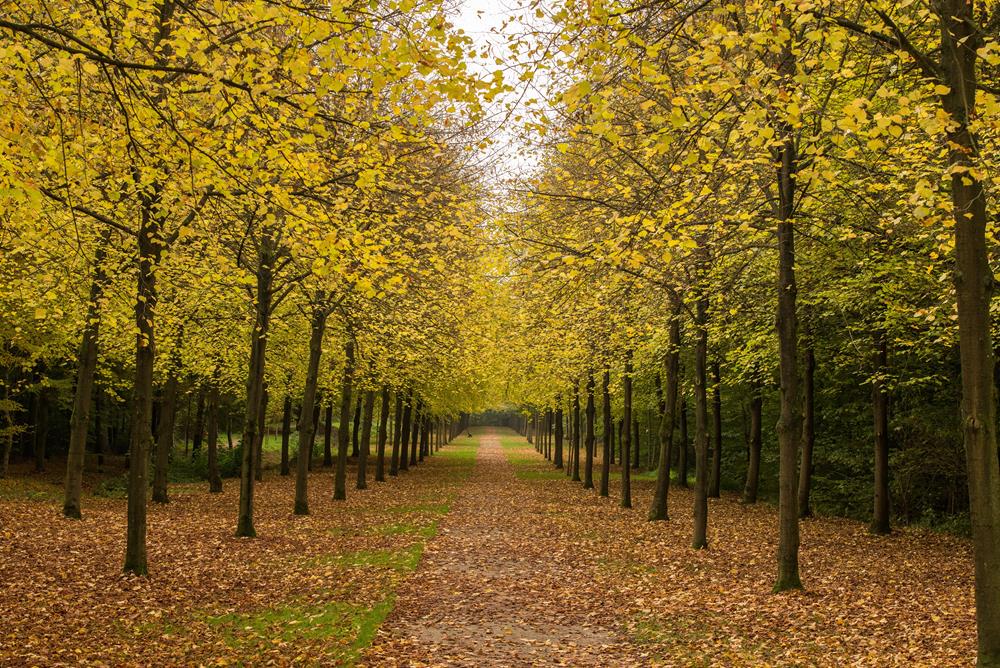Картина Природа PR178 35х55 см