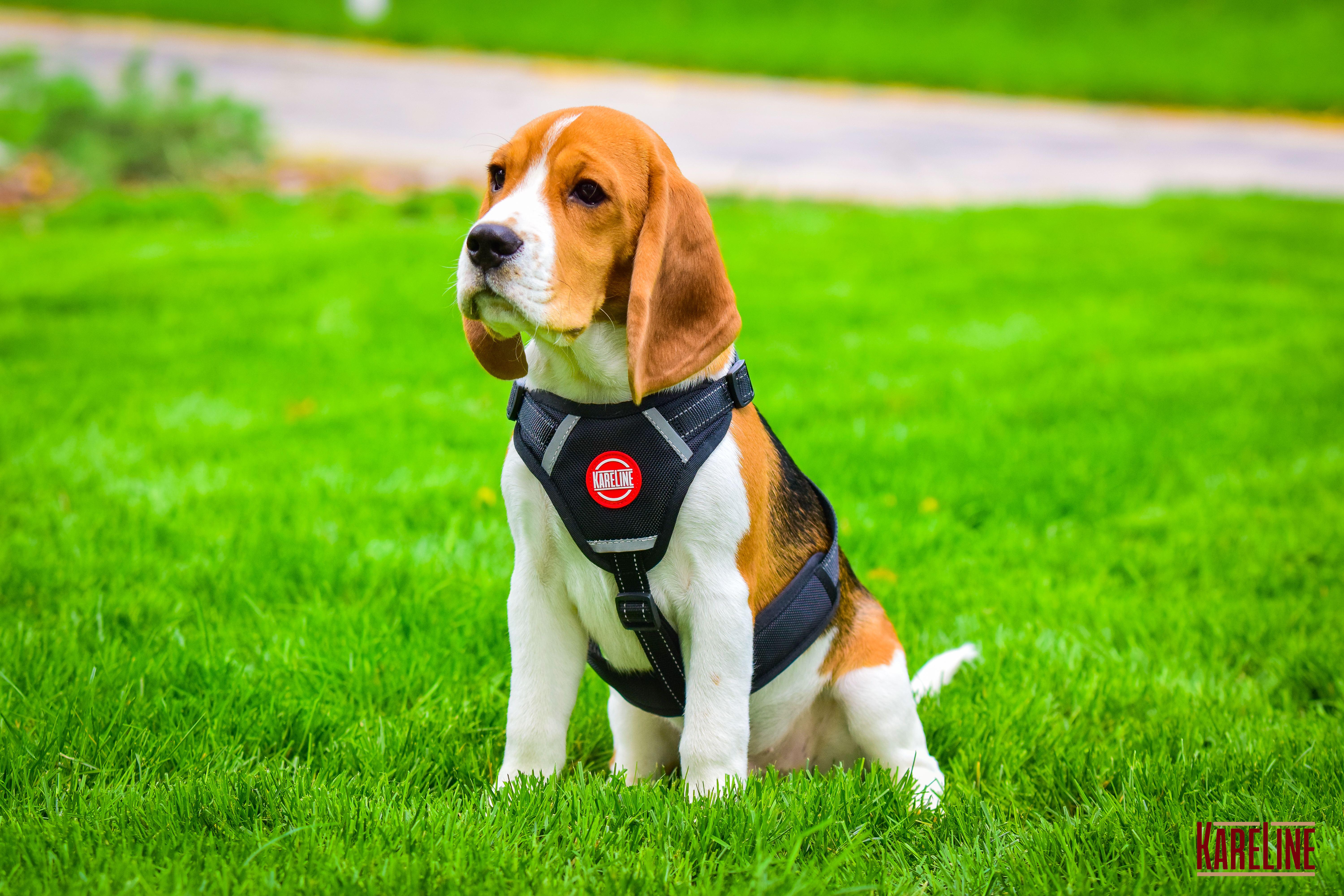 Шлея KareLine из нейлона с пластиковой пряжкой 20 мм А:400-600 мм В:500-630 мм Черный (0883/1) - фото 4 Шлея KareLine из нейлона с пластиковой пряжкой 20 мм А:400-600 мм В:500-630 мм Черный (0883/1) - фото 4