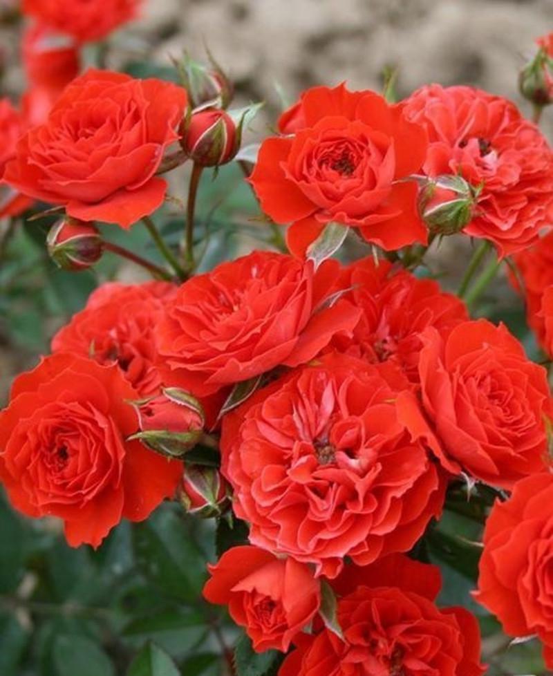 Роза Orange Babyflor Бордюрная (2669455714)