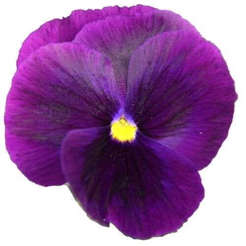 Семена цветов Виола Power Clear Purple Sakata 50 шт. (BN07131-3)