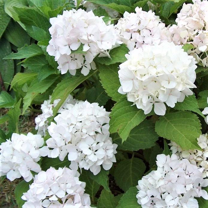 Саджанець гортензії крупнолистної Hydrangea macrophylla Soeur Therese Р9 (1531626018) - фото 2
