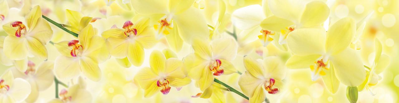 Наклейка виниловая на кухню Zatarga Нежные желтые орхидеи 600х3000 мм (1227103451)