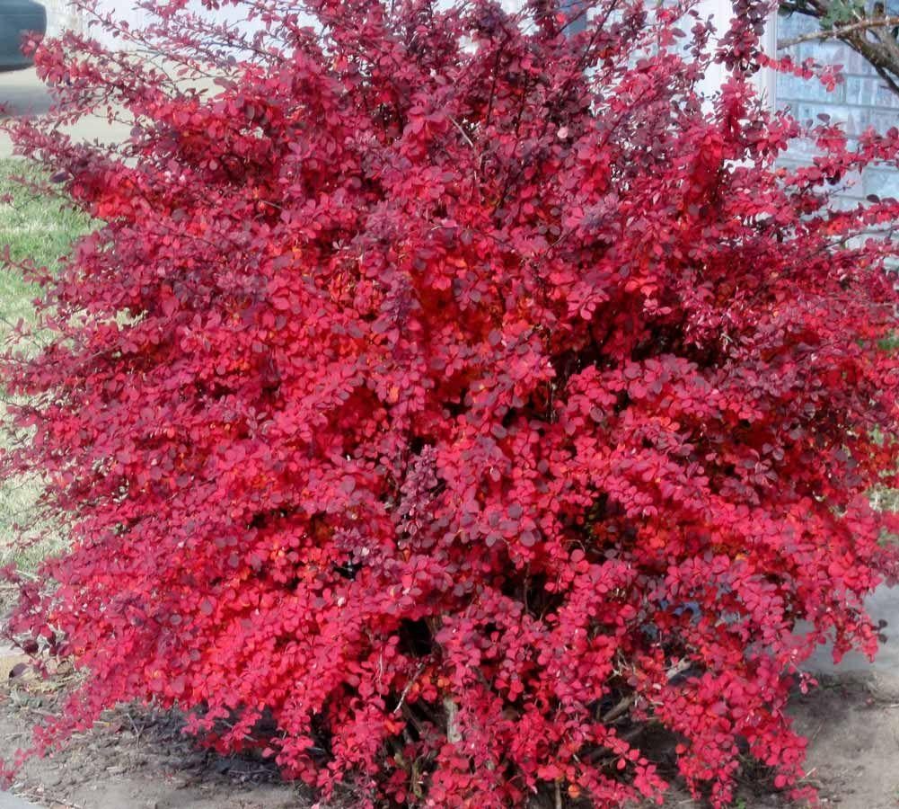 Насіння Барбарис звичайний Berberis vulgaris 10 шт./уп.