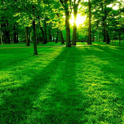 Насіння для газону Florium Тіневитривала 0,4 кг (18041) - фото 2