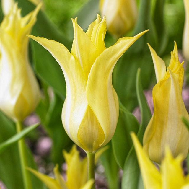 Тюльпан лилиецветный Dobrodar Florijn Chic 9 шт. (38290716)