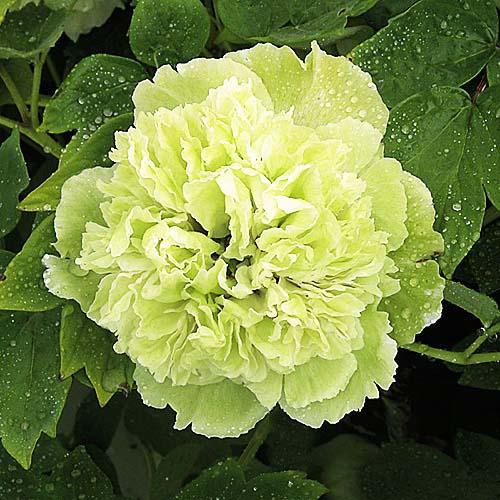 Пион Florium Pea Green Dou Lu древовидный (4765)