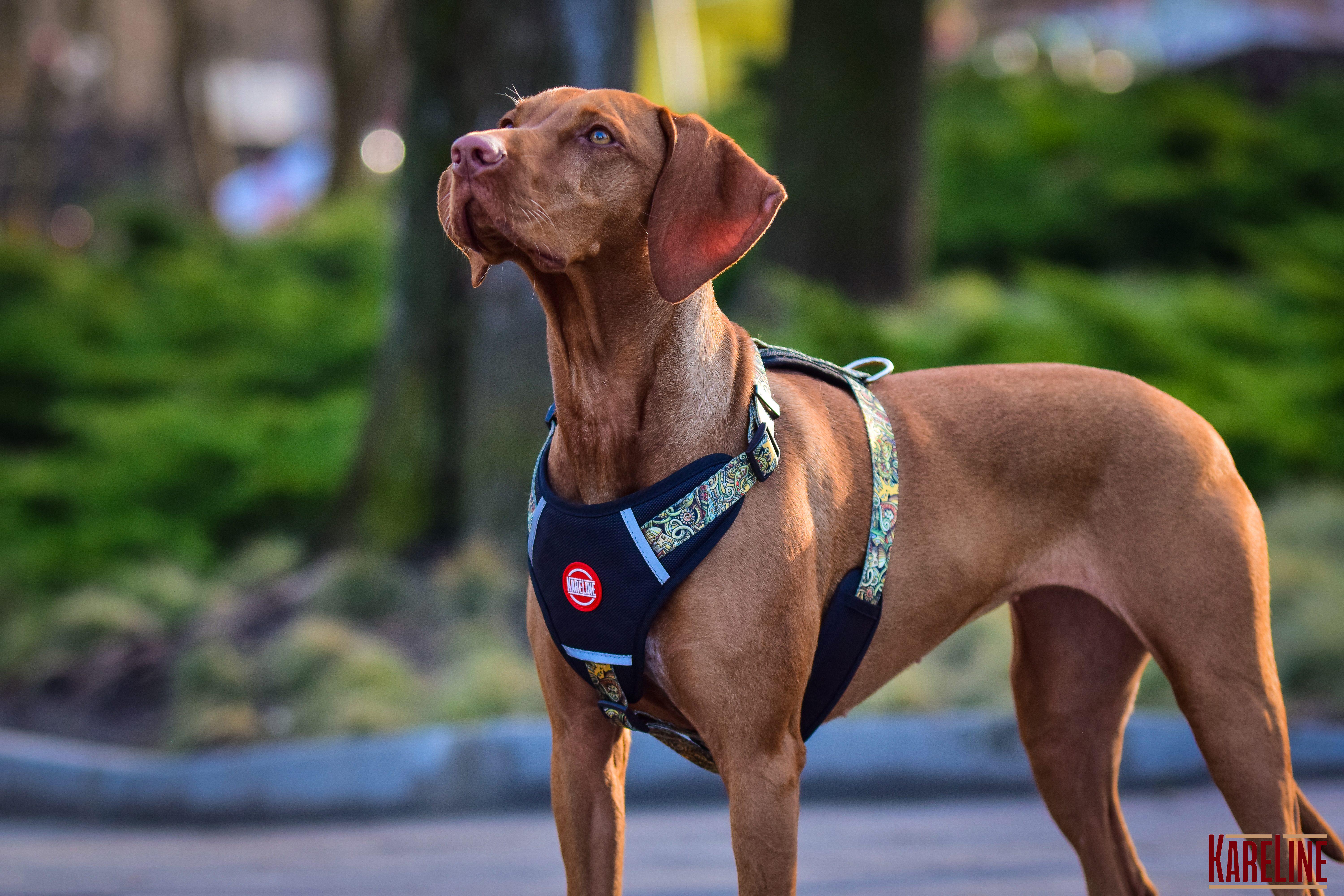 Шлея KareLine AFRIKA из нейлона с узором логотипом и пластиковой пряжкой 10 мм А 220-300 мм В 280-380 мм (0880/11) - фото 8 Шлея KareLine AFRIKA из нейлона с узором логотипом и пластиковой пряжкой 10 мм А 220-300 мм В 280-380 мм (0880/11) - фото 8