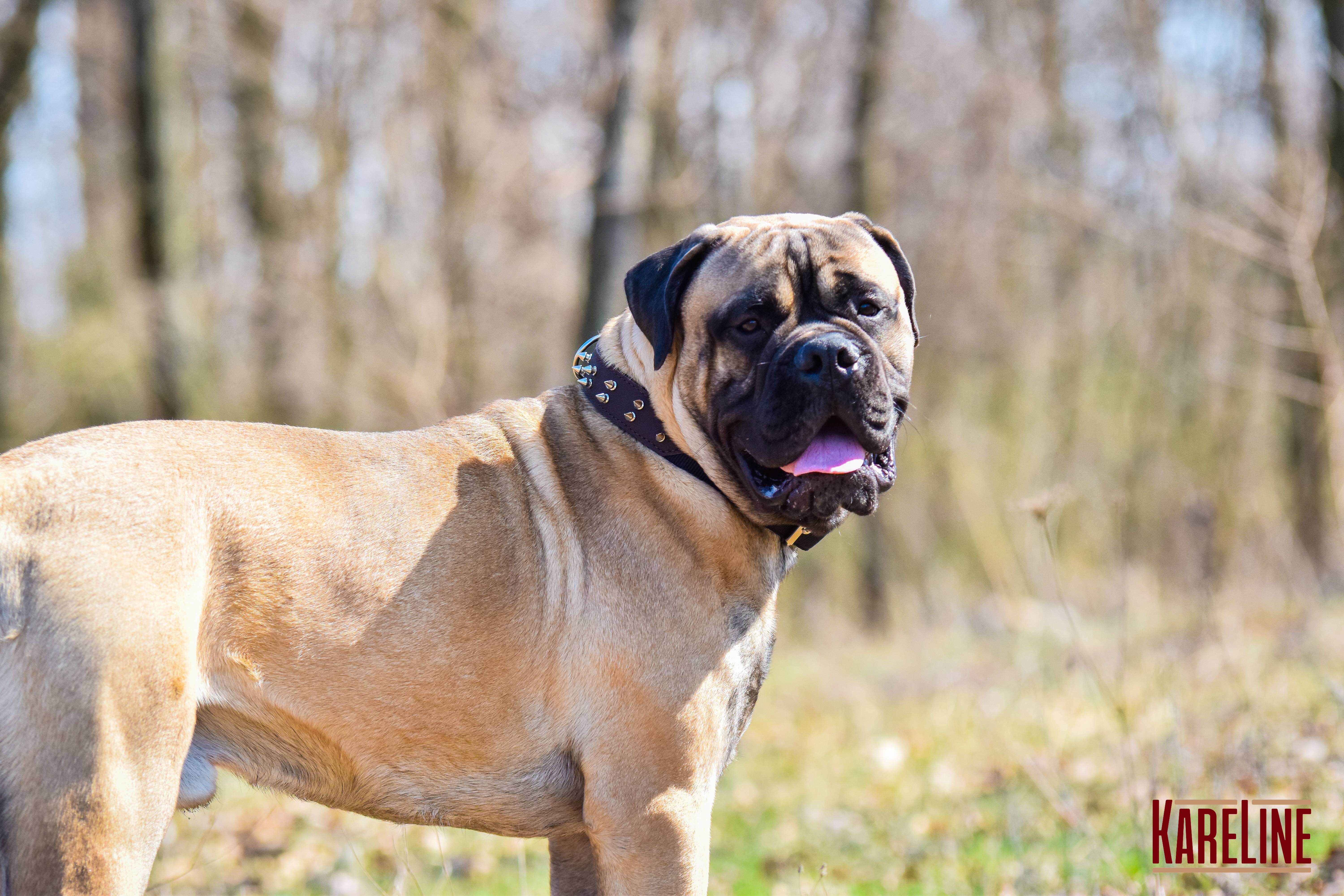 Ошейник KareLine и натуральной кожи с шипами 35 мм 410-510 мм (6606/12) - фото 5 Ошейник KareLine и натуральной кожи с шипами 35 мм 410-510 мм (6606/12) - фото 5