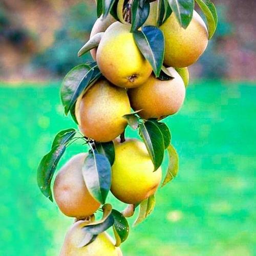 Сажанец Груша колоновидная Лада (52674)