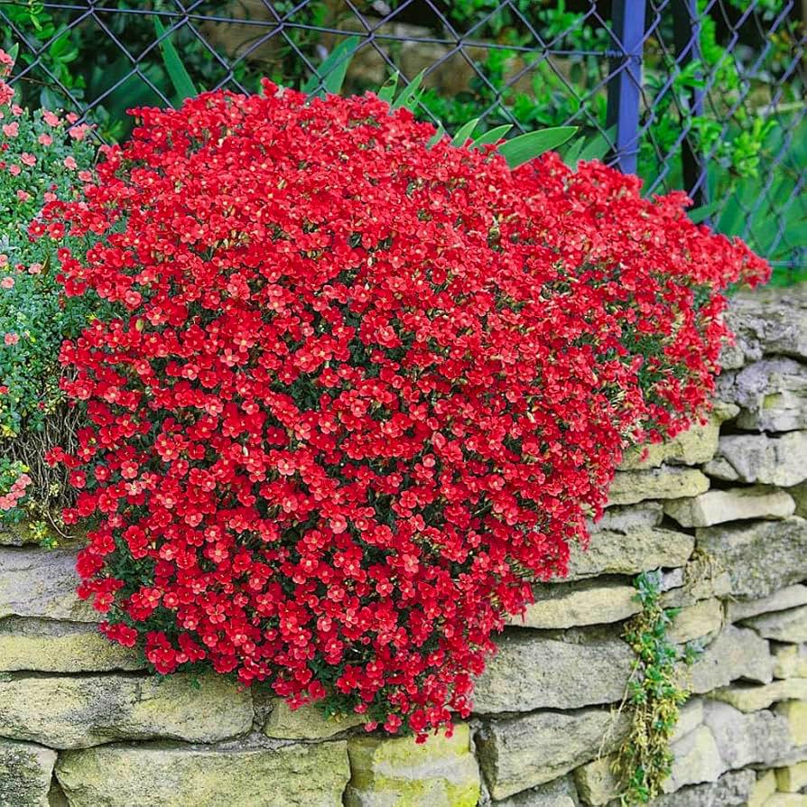 Саженец Обриета Каскад Ред Aubrieta Cascade Red 1 шт.
