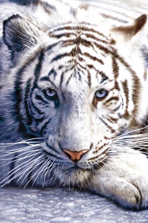 Постер плакат Белый Тигр/White Tiger 40x50 см
