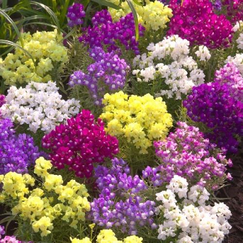 Насіння квітів Takii Лінарія марокканська Fantasista Mix 50 шт. (BN12553-3)