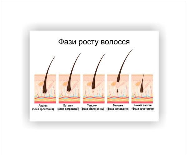 Плакат Vivay Фазы роста волос 30х40 см (25633758)