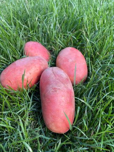 Семенной картофель Балтик Роуз I репродукция урожай 2024 5 кг (01125) - фото 2