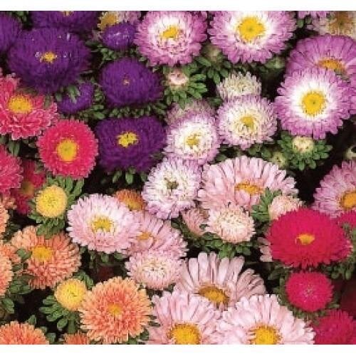 Семена цветов Астра на срез Matsumoto Mix Sakata 25 шт. (BN06553-4)