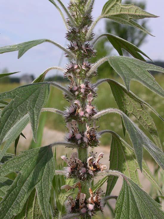 Семена Пустырник сердечный Leonurus cardiaca 0,2 г (2194185997) - фото 3 Семена Пустырник сердечный Leonurus cardiaca 0,2 г (2194185997) - фото 3