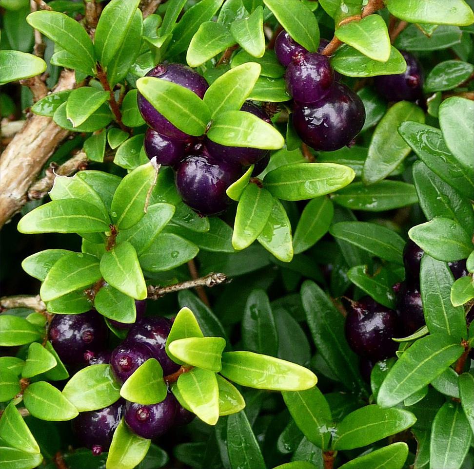 Жимолость шапочная Lonicera pileata 3 шт. (38285672)