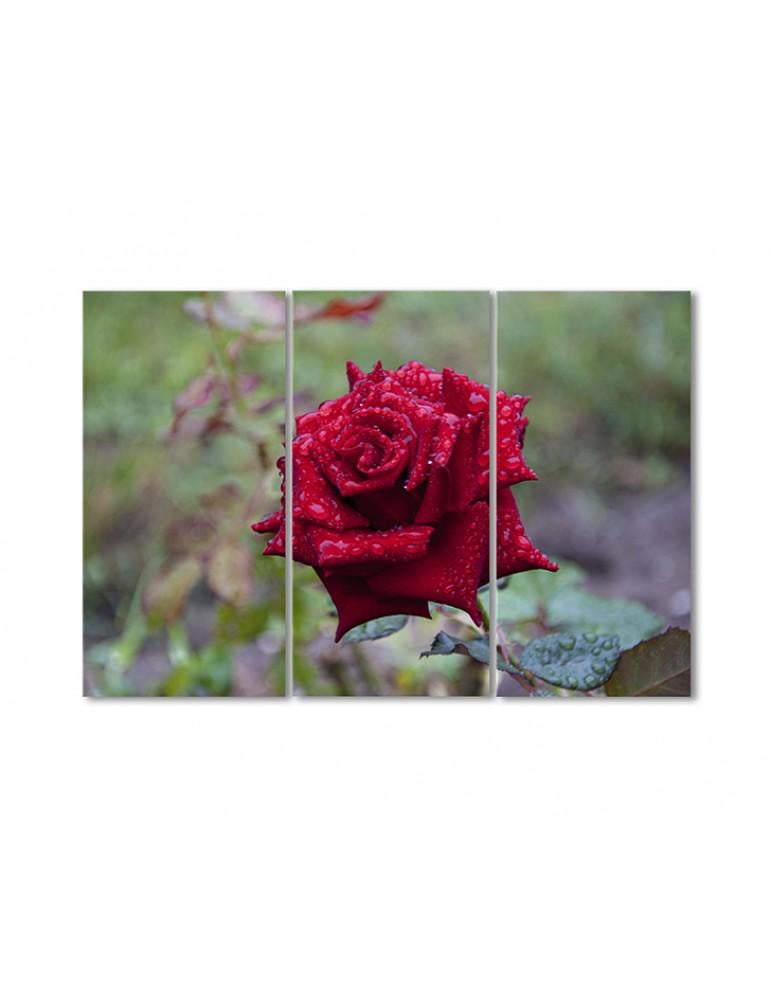 Картина модульная Пурпурная роза в росе 3 модуля 120x180 см (085514cvety_i_rasteniya)