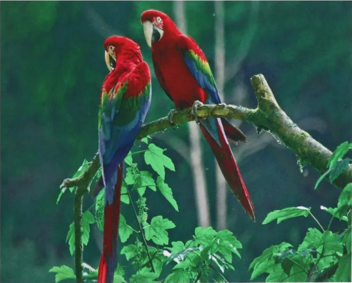 Алмазна мозаїка за номерами Josef Otten Папуги 60409_BGLD 30x40 см (MTT-177587)