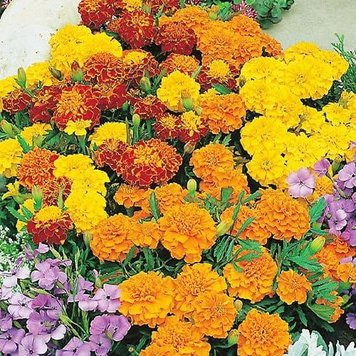 Семена Бархатцы Florium Эльдорадо-mix (17470)