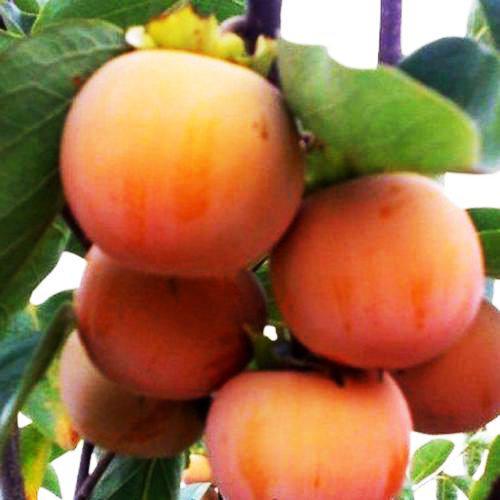 Саженец хурмы Сосновская двухлетняя самоплодная зимостойкая средняя (651476513) - фото 3 Саженец хурмы Сосновская двухлетняя самоплодная зимостойкая средняя (651476513) - фото 3