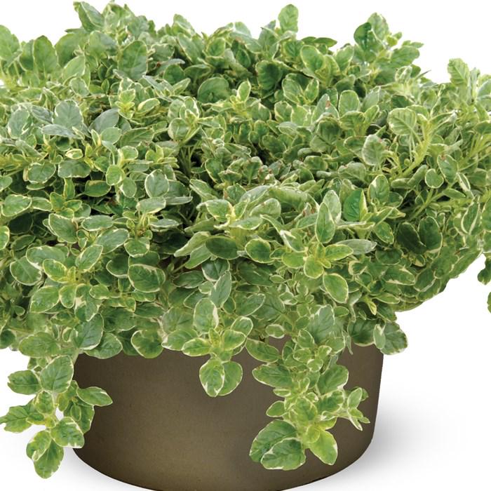 Саженец Душица Орегано Вариегата Origanum vulgare Variegata (38299168) Саженец Душица Орегано Вариегата Origanum vulgare Variegata (38299168)