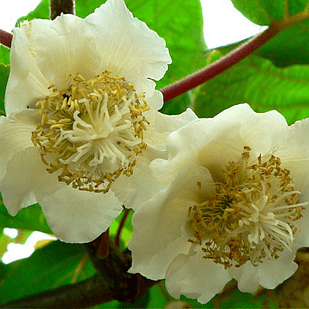 Саженец Киви Атлас мужской опылитель (18295946)