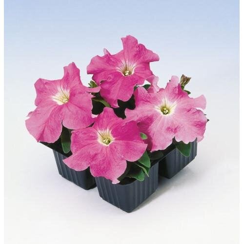 Семена цветов Петуния крупноцветковая Tango rose Hem Genetics 50 шт. (BN09427-3)