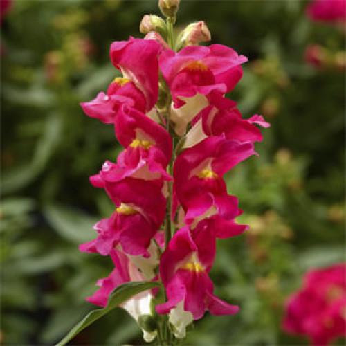Семена цветов Syngenta Львиный зев Snaptini Rose Bicolor 1000 шт. (BN08385)