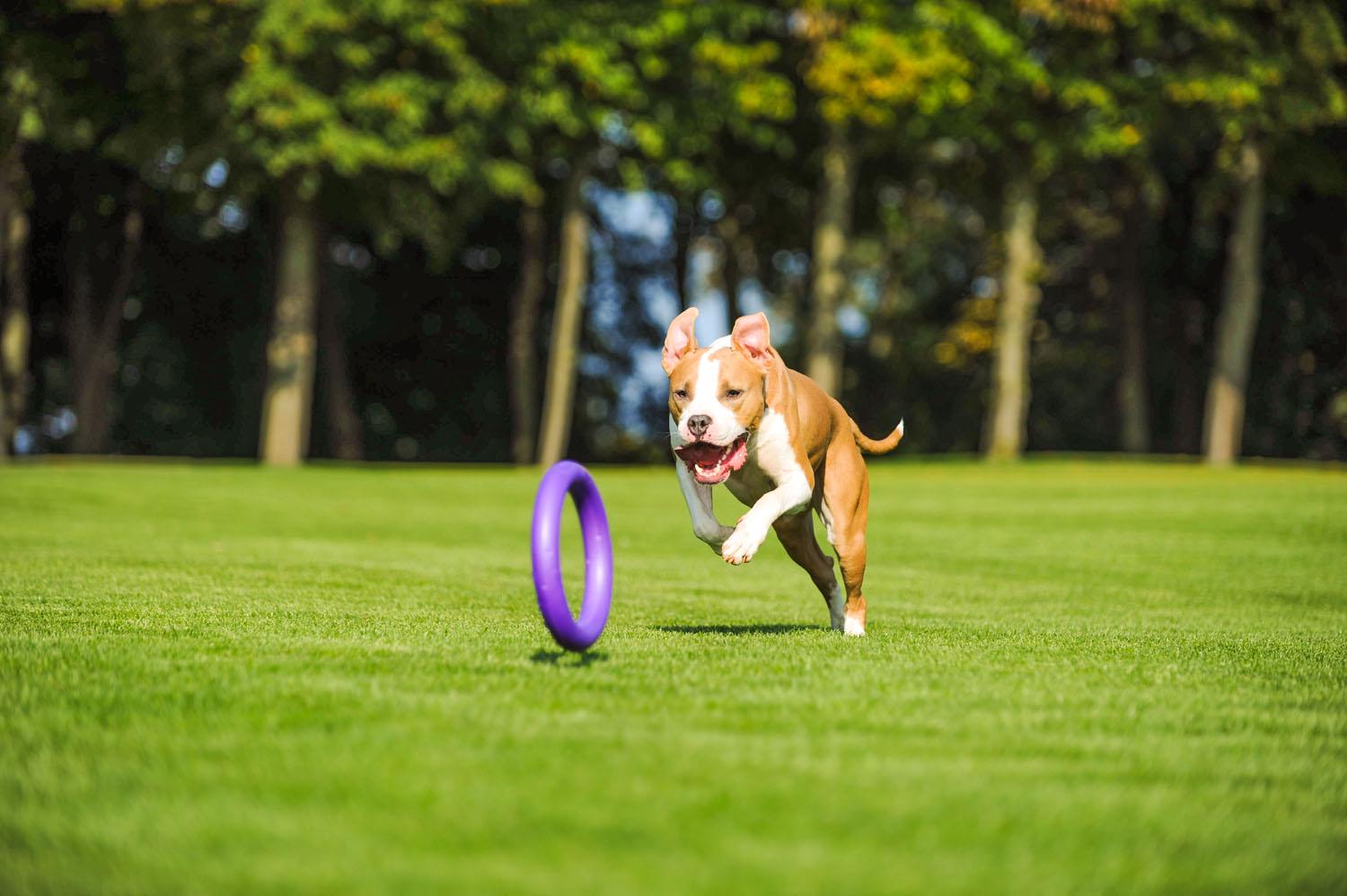 Тренувальний снаряд для собак Puller Standard 28 см (6490) - фото 26