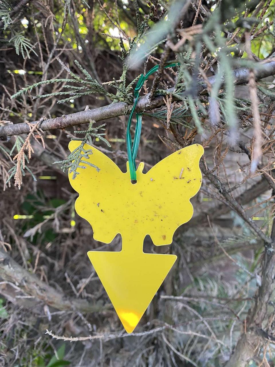 Пастка липка еко для комах Метелик двостороння (1690226444) - фото 10 Пастка липка еко для комах Метелик двостороння (1690226444) - фото 10