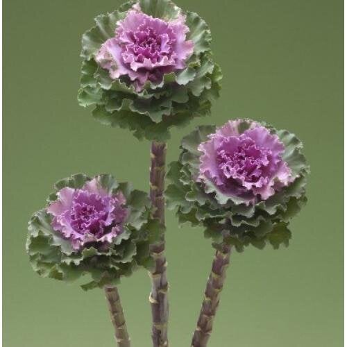 Семена цветов Капуста декоративная Crane Ruffle Rose Takii seed 100 шт. (BN12024-3)