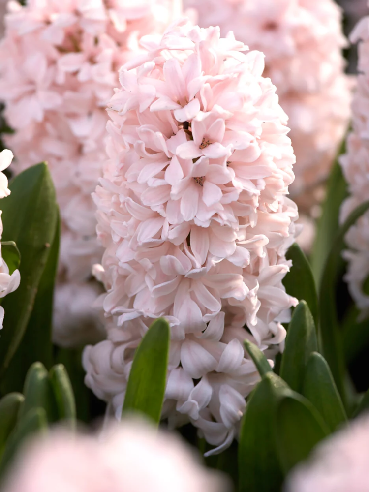 Луковицы цветов Гіацинт China Pink 2 шт. (7491)