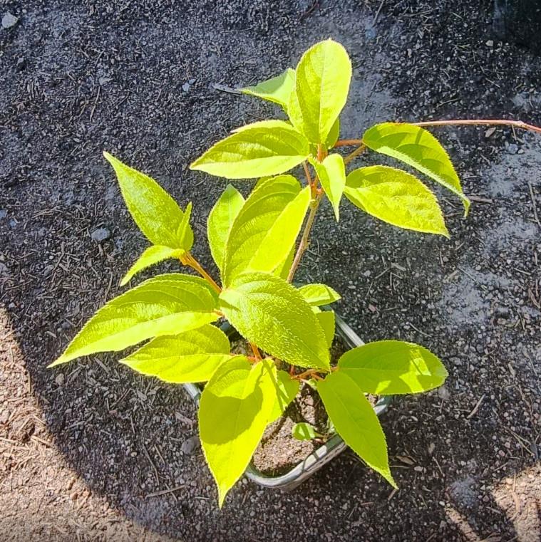 Саджанець актинідії Kiev Hybrid жіночий сорт морозостійка Р9 (610614331) - фото 5