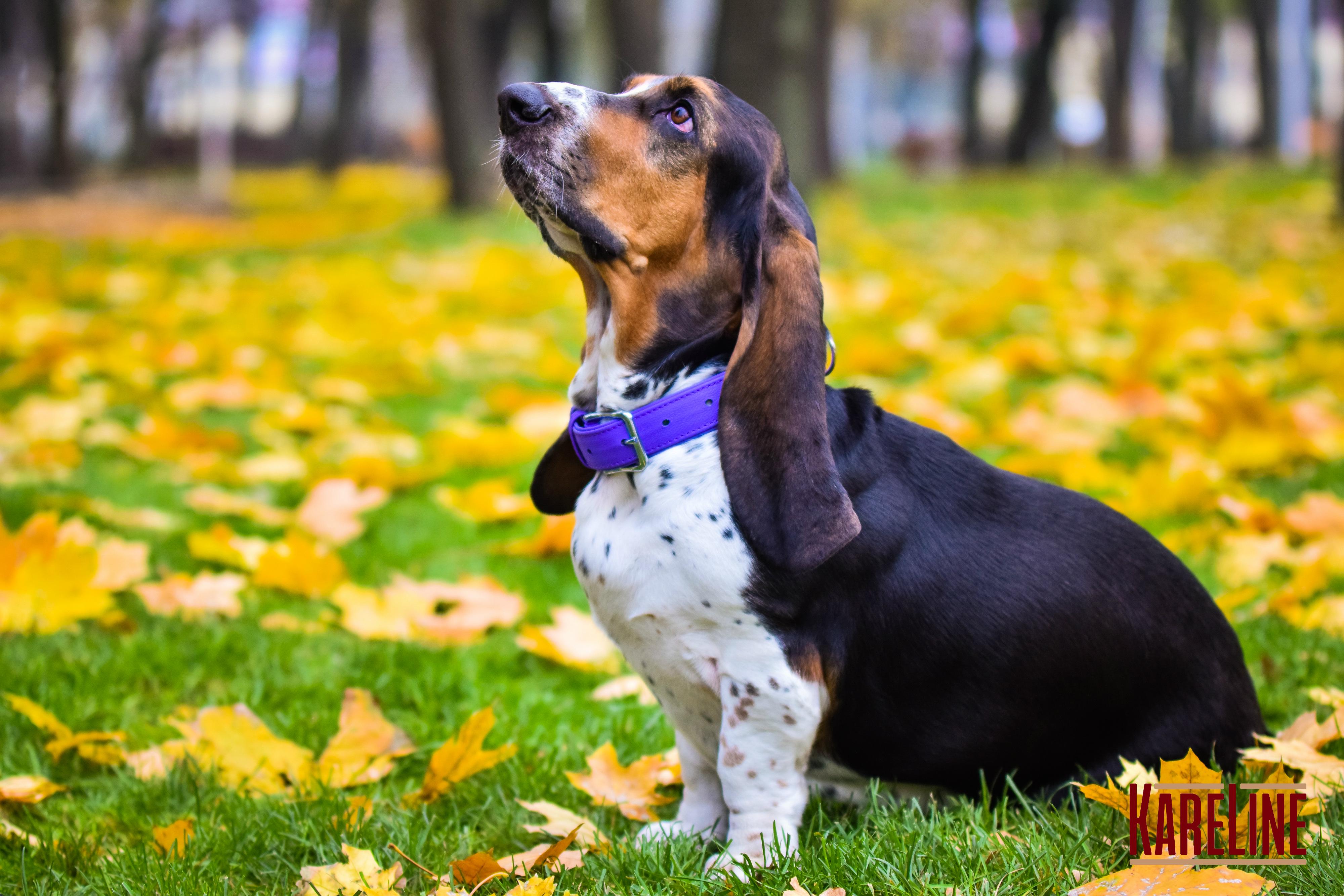 Ошейник KareLine из натуральной кожи 16 мм 260-310 мм Фиолетовый (8021/9) - фото 2 Ошейник KareLine из натуральной кожи 16 мм 260-310 мм Фиолетовый (8021/9) - фото 2