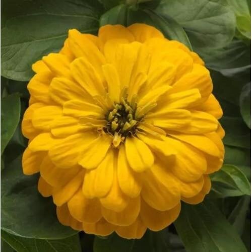 Семена цветов PanAmerican Циния Zesty F1 45-60 см Ø 8-13 см 100 шт. Yellow (BN12163-2)