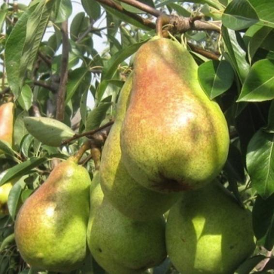 Груша десертная 3 шт. (38295565)