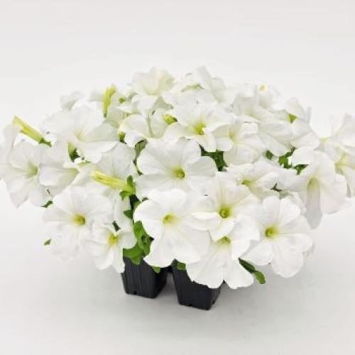 Семена цветов Петуния крупноцветная SUCCESS! 360° White Benary 100 шт. (BN10281-3)