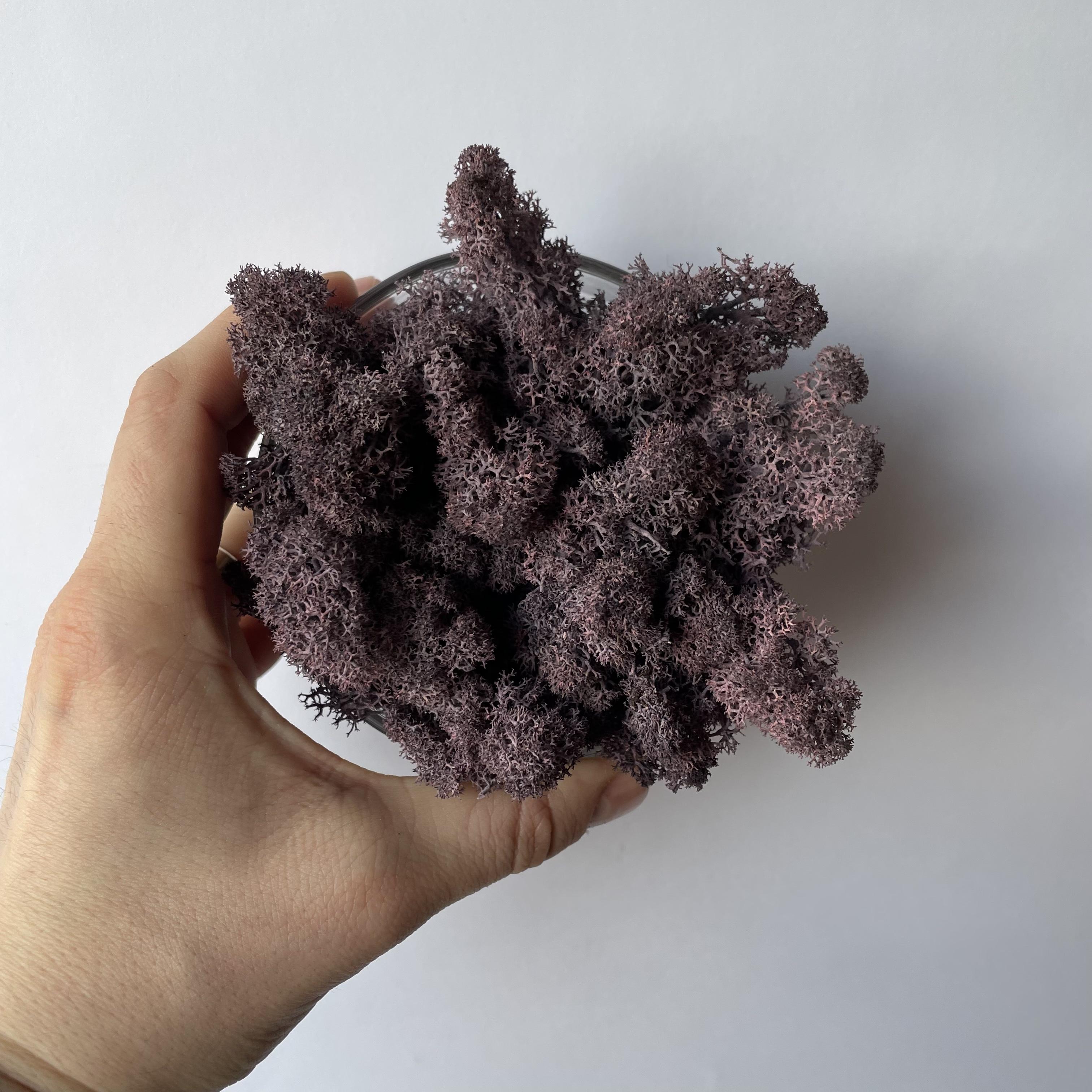 Стабілізований мох норвезький ягель 2 кг Фіолетовий (27363035) - фото 4 Стабілізований мох норвезький ягель 2 кг Фіолетовий (27363035) - фото 4