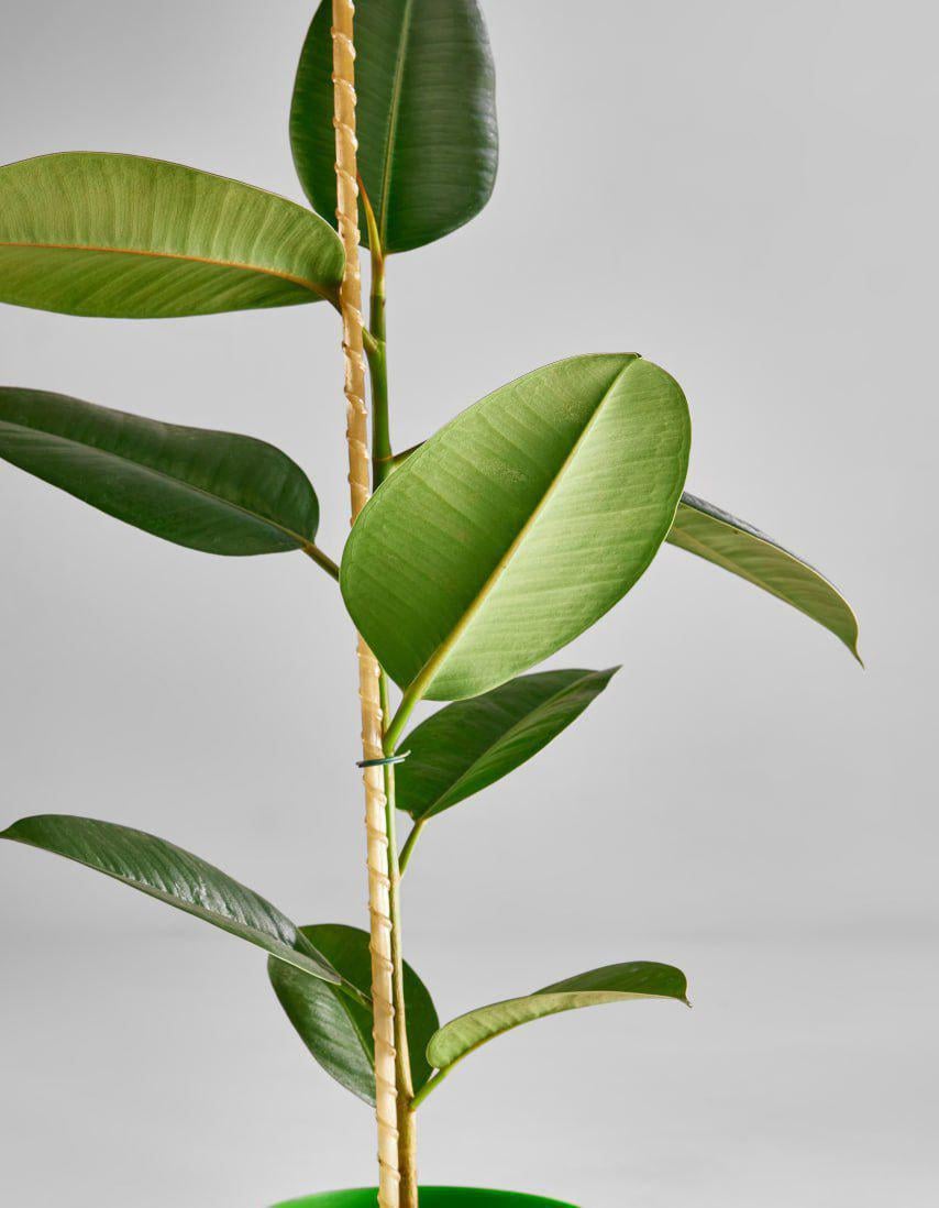 Опора для рослин Еліт композит 7 мм/1 м (23939488) - фото 4