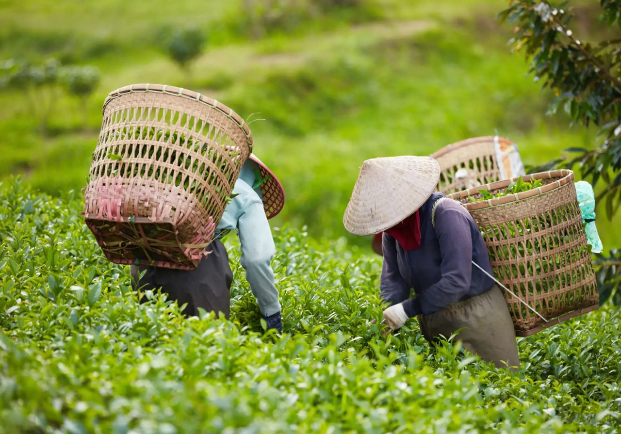 Чай черный листовой с ананасом и папайей Кабальеро 250 г - фото 8 Чай черный листовой с ананасом и папайей Кабальеро 250 г - фото 8