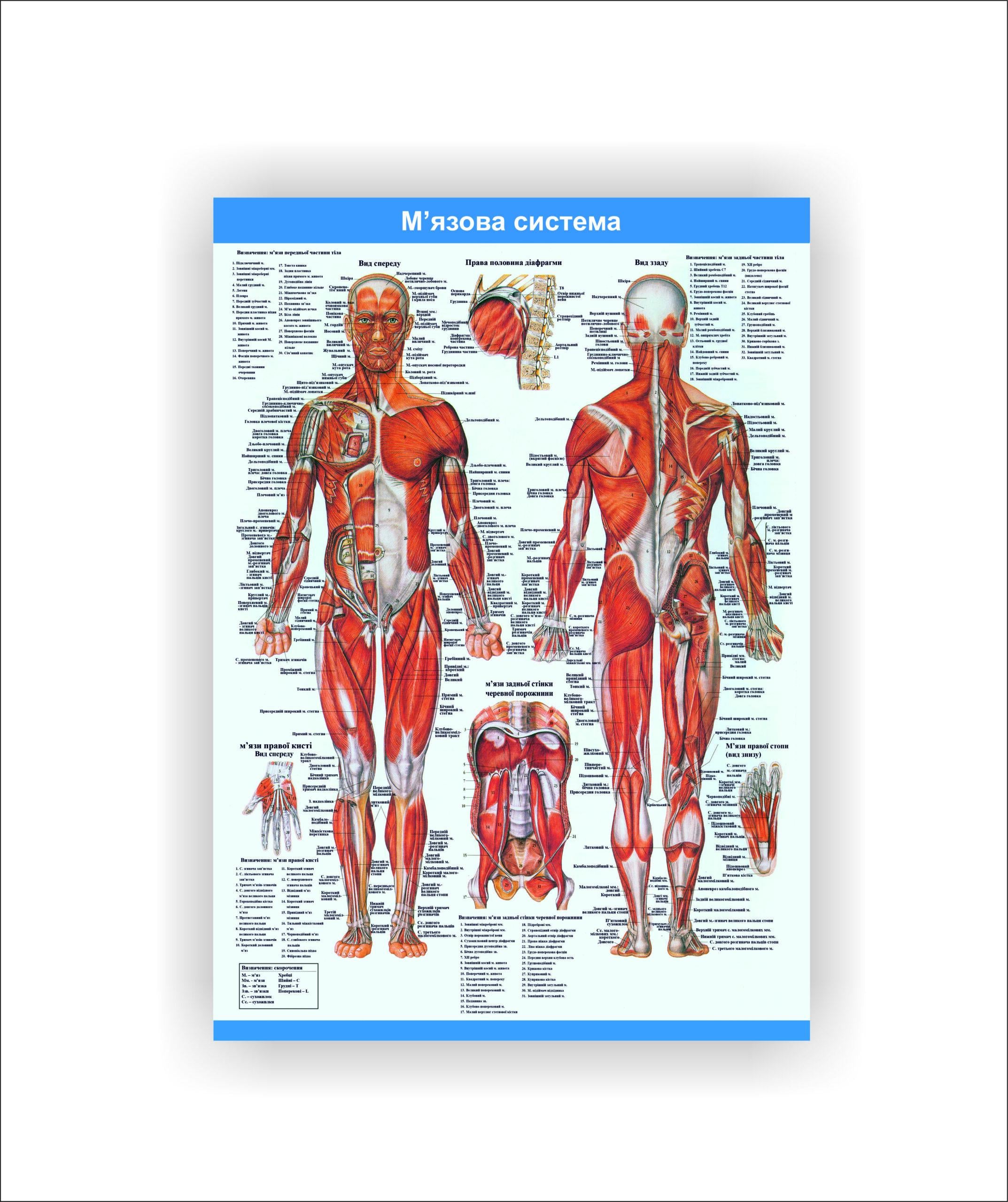 Плакат Vivay "Мышечная система" 60х40 см (25788531)