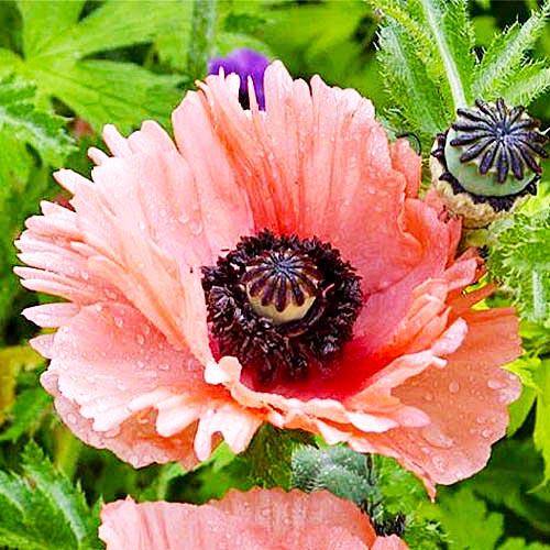 Мак Florium Aglaya (18318)
