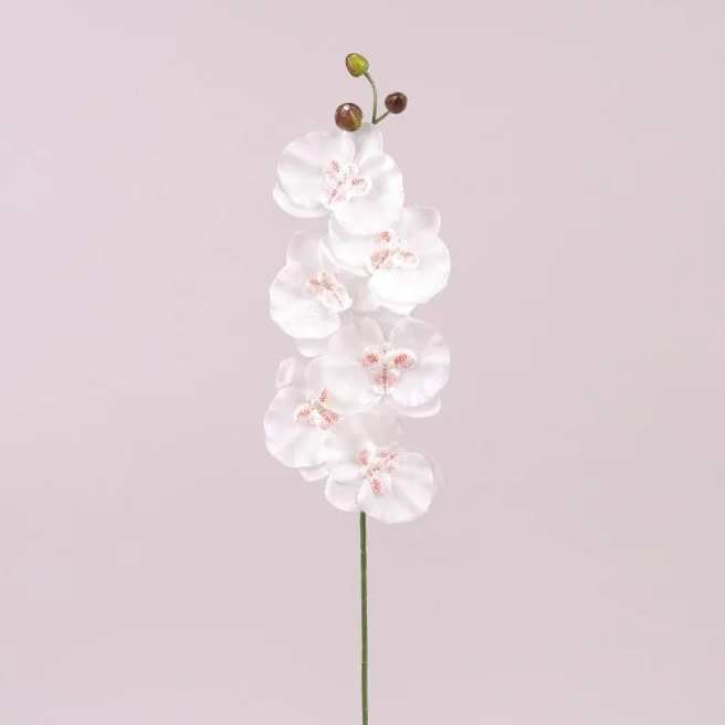 Цветок Фаленопсис Flora 6 шт. Белый (72875)