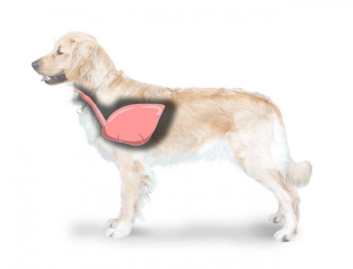 Корм для собак додатковий Phapma Pet Respimax здорове функціонування дихальної системи 235 г (041238) - фото 2