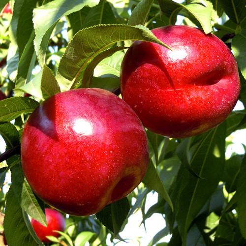 Саджанець нектарин Харко Пізній сорт (2078383860)